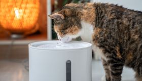 Gatti sempre idratati (e felici). La soluzione è la fontanella dell’acqua intelligente che si attiva da sola