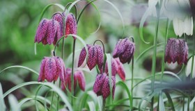 Fritillaria, come si coltiva e quando fiorisce