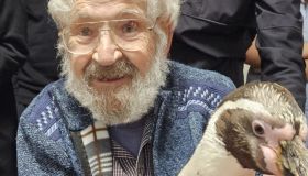 Pinguini tengono compagnia agli ospiti di una casa di riposo. Foto tenerissime