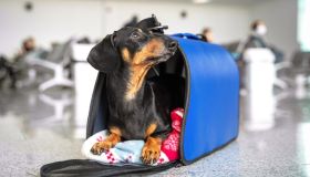 Quali sono nuove regole pet-friendly in aereo, animali domestici in cabina
