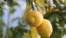 Clorosi della pianta di limone, cause e come rimediare