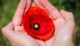 Come essiccare i petali di papaveri e quale utilizzo farne