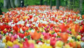 Floralia 2025, oltre un milione di fiori nel parco del Castello Grand Bigard