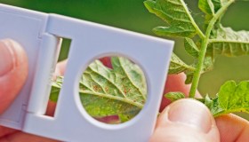 Ragnetti rossi sul terrazzo, quali danni fanno e come eliminarli