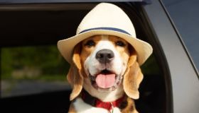 Il cappello per cani è l’accessorio estivo perfetto per il tuo pelosetto. Lo adorerete