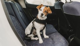 Viaggi con il tuo cane? Le cinture di sicurezza sono le migliori alleate per un’esperienza sicura e divertente