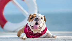 Cani e gatti protetti e felici, anche in spiaggia. I solari da portare sempre con te