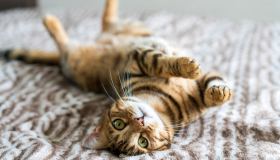 Addio odori e sabbia da cambiare ogni giorno. La lettiera autopulente è l’accessorio smart per la cura del tuo gatto