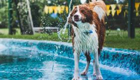 Lo splash pad per cani è tutto ciò di cui hai bisogno per divertirti e rinfrescarti con il tuo peloso in estate
