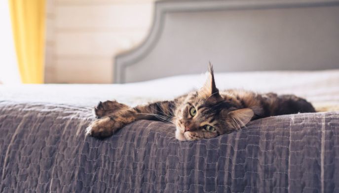 Gatto riposa in albergo durante le vacanze