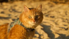 Si può portare il gatto in spiaggia? Come e quando farlo
