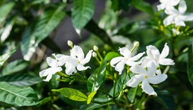 Le piante rampicanti profumate per arredare il giardino