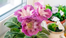 Gloxinia, come si cura e si innaffia questa pianta perenne