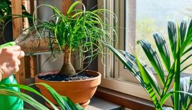 Pianta mangiafumo, dove tenerla, quanto innaffiarla e cosa fare con le punte secche