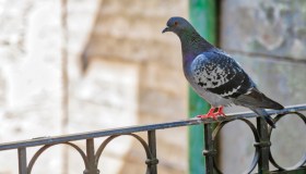 Come rimuovere il guano dei piccioni da balconi e terrazze