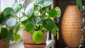 Pilea, dove posizionare e quanto innaffiare la Pianta delle Monetine