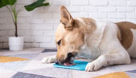 Cani e gatti sempre stressati? Il lick mat è il rimedio low cost che funziona davvero