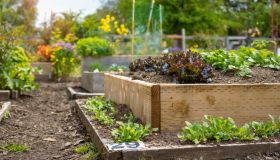 Escursioni termiche, il trucco delle tegole nell’orto per mantenere la temperatura costante