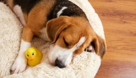 Il cuscino calmante e anti-stress è una coccola per il tuo pelosetto ansioso