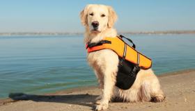 Bagni sicuri: con il giubbotto salvagente per i cani l’estate è ancora più divertente