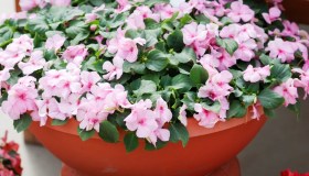 Impatiens, dove posizionare e quanto dura la pianta di vetro