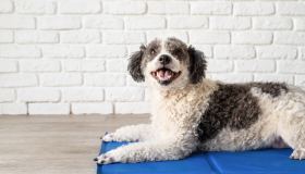 Il tappetino refrigerante è tutto ciò che serve al tuo cane questa estate