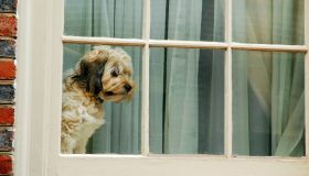 Cos’è l’ansia da separazione del cane: come riconoscerla ed evitarla