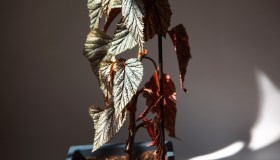 Tamaya, come curare, quando potare e quando fiorisce la begonia corallina