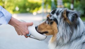 Acqua fresca per il tuo cane, sempre e ovunque. La borraccia termica che ogni dog mom deve avere