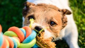 Il gioco rinfrescante per cani è l’idea geniale per far divertire il tuo cucciolo anche d’estate