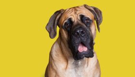 Quali sono i cani più alti del mondo, dei giganti con un grande cuore