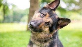 Quali sono i cani più brillanti e perspicaci al mondo: le razze più affidabili