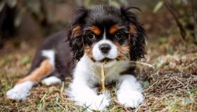 Quali sono i cani più costosi del mondo, preziosi soprattutto per il loro cuore