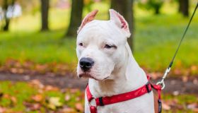 Quali sono i cani più forti del mondo, un concentrato di dolcezza in muscoli ben definiti