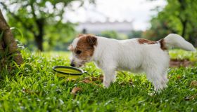 La ciotola portatile (e salvaspazio) è la tua miglior alleata per mantenere sempre idratato il tuo cane