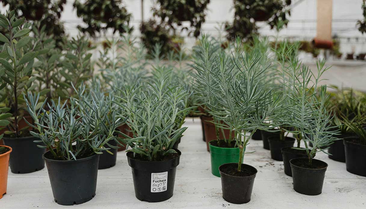 File di vasi con piantine aromatiche in una serra