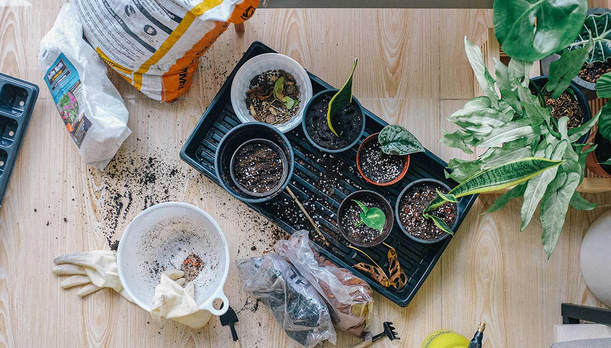 Vasi con piantine in crescita e materiali per il rinvaso su un tavolo