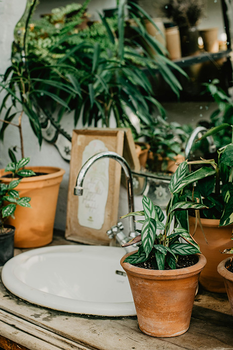 Vasi di piante ornamentali vicino a un lavandino in ambiente domestico