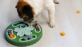Pensi che il tuo cane sia più intelligente degli altri? Mettilo alla prova con questo gioco