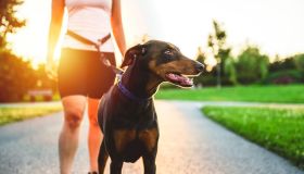 Il guinzaglio “senza mani” è l’idea geniale per portare il tuo cane, con te, ovunque