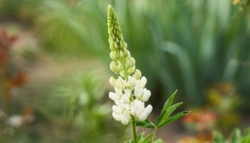 Lupini, come coltivarli in vaso e quanto tempo ci mettono ad aprirsi