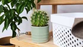 Piante grasse, come e quando trapiantarle senza rovinarle