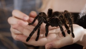 Millepiedi, tarantole e Co, così potranno offrici nuovi farmaci per vincere il dolore