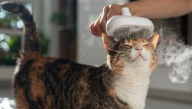 Gatti puliti, igienizzati e rilassati con la spazzola a vapore. Una coccola per il tuo pet
