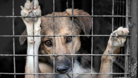 Estate di crudeltà: cani e gatti vittime di abbandoni e violenza