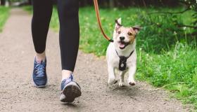 Proteggi (e idrata) le zampe del tuo pelosetto dall’asfalto rovente con questi prodotti