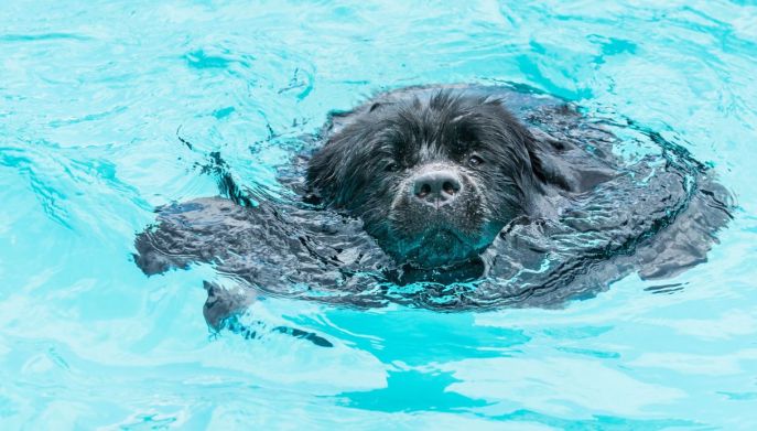 Cane nuota in piscina, come farlo in sicurezza
