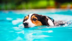 Il cane può fare il bagno in piscina?