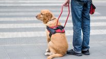 Chi sono i cani guida per non vedenti: cosa dice la legge