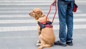 Chi sono i cani guida per non vedenti: cosa dice la legge